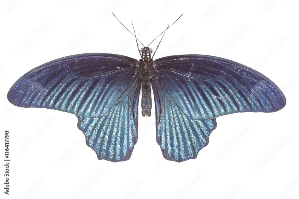 Obraz premium male great mormon butterfly on white