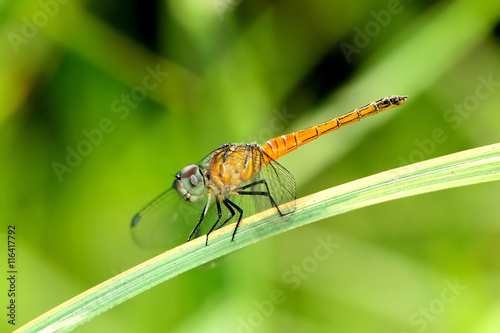Dragonfly © Kumchai