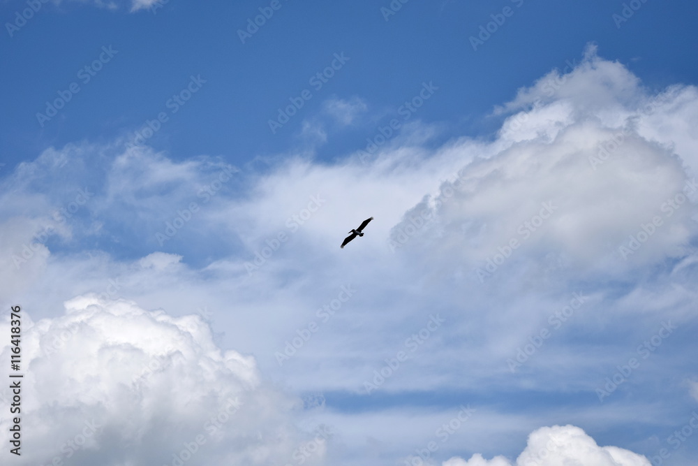 Pelican Flying Against a Blue Sky