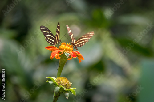 Pair of zebra longwings butterflies on a orange flower