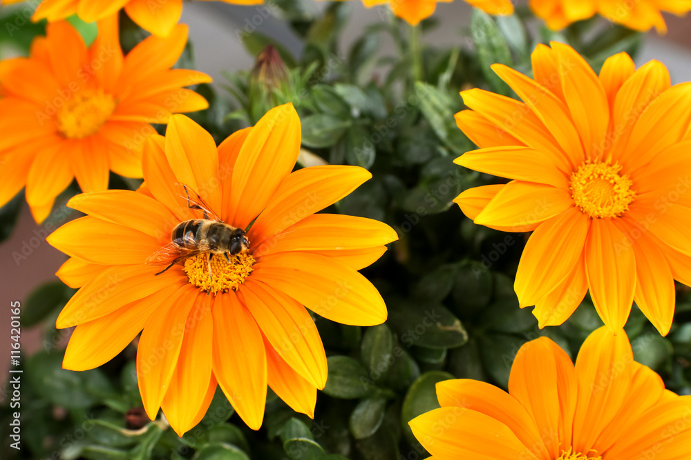 Biene auf Blüte Bestäubung Biene auf Blüte Bestäubung