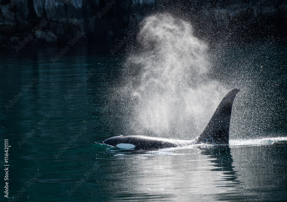 Obraz premium Orca Whale wiejący w słońcu
