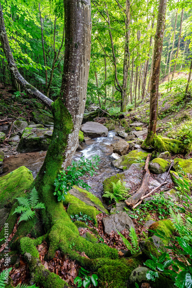 Curved tree among forest stream boulders Curved tree among forest stream boulders