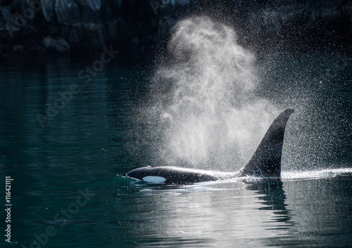 Orca Whale blow in the sunlight