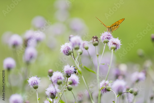 Billede på lærred silver-washed fritillary (Argynnis paphia)