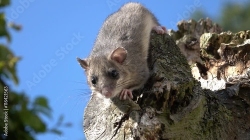 dormouse on a tree