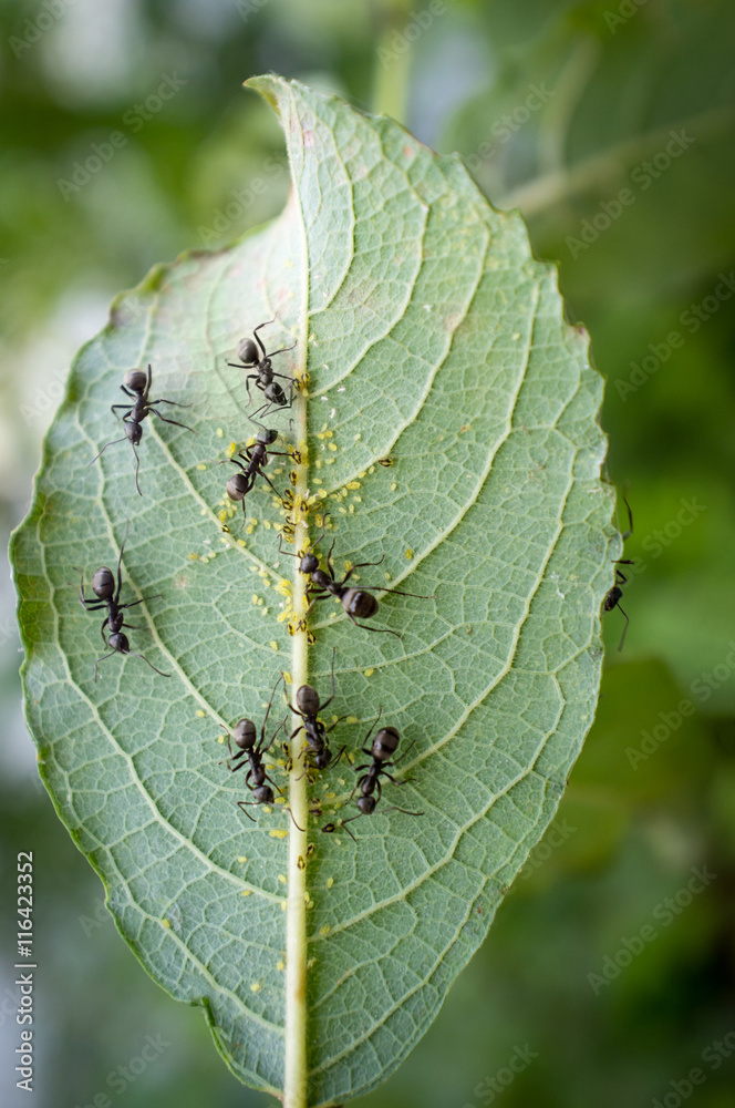Honey Ants Aphids Honey Ants Aphids