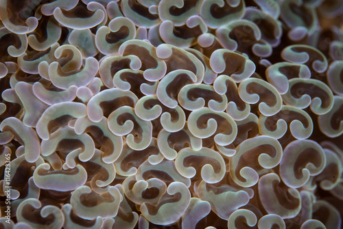 Detail of Anchor Coral on Reef in Indonesia