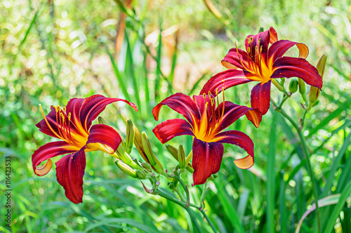 Red daylily  Hemerocallis  closeup in the garden