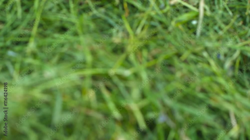 UHD video - Green hay close up UHD video - Green hay close up