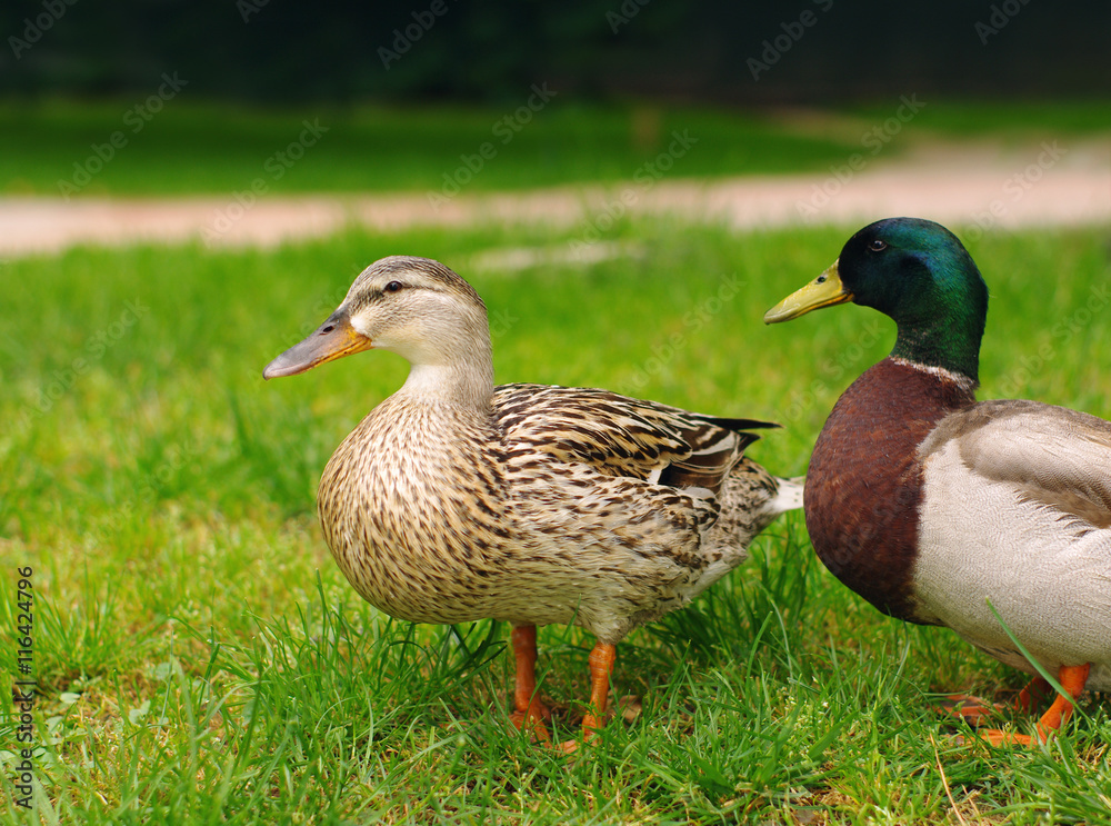 Two Mallard Ducks on green grass. Duck and drake have a rest on a green bright grass