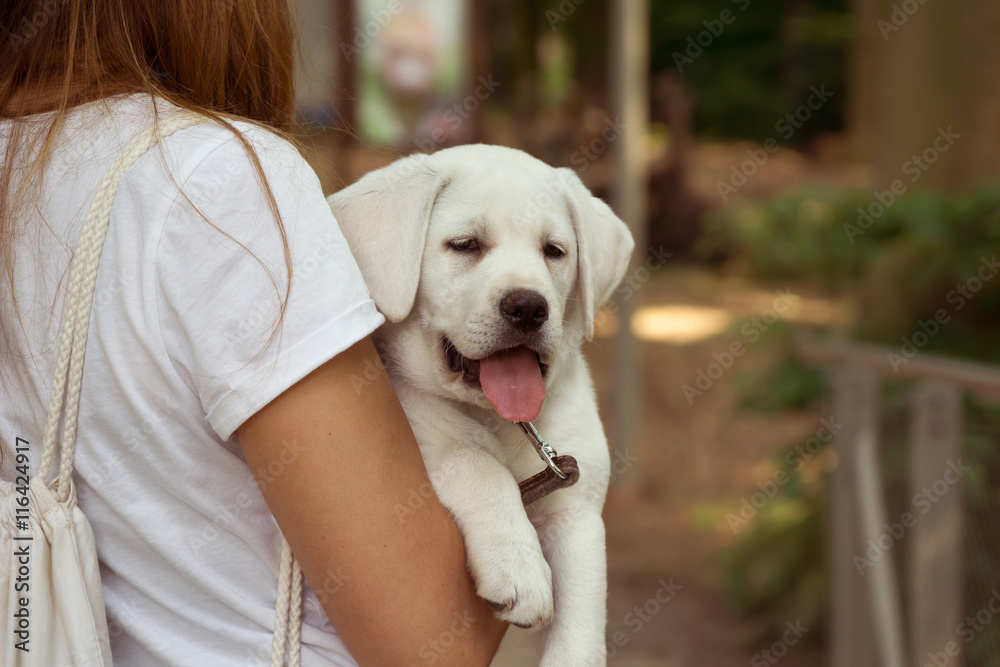 Labrador Retriever Hund auf dem Arm mit heraushängender Zunge - Fauler süßer Hund Labrador Retriever Hund auf dem Arm mit heraushängender Zunge - Fauler süßer Hund