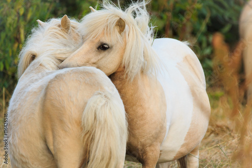 Fototapeta Naklejka Na Ścianę i Meble -  Ponyfreunde