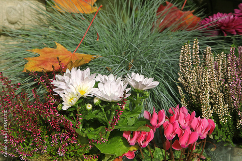Fototapeta Naklejka Na Ścianę i Meble -  Massif de fleurs automnal