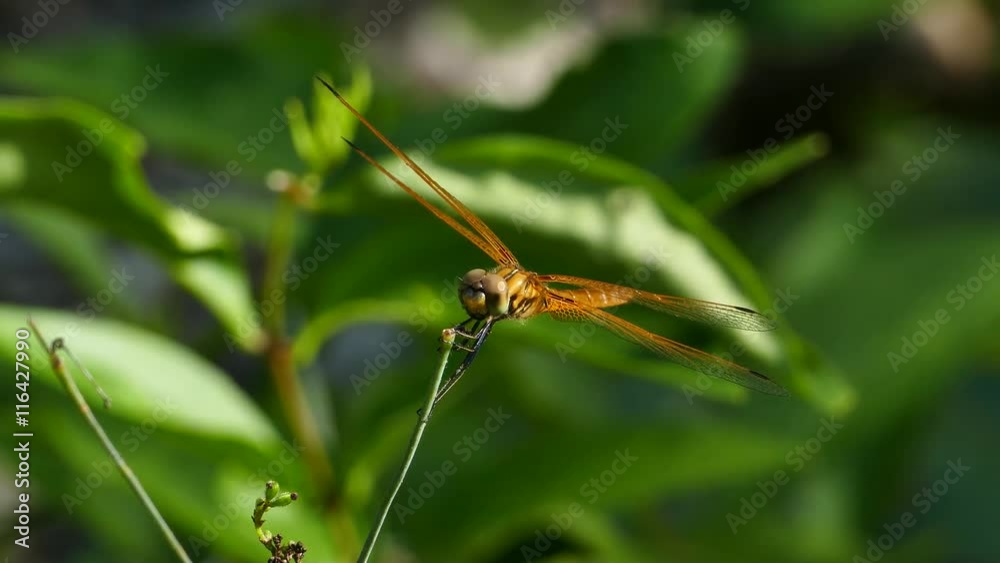 Dragonfly on leaves in tropical rain forest. Dragonfly on leaves in tropical rain forest.