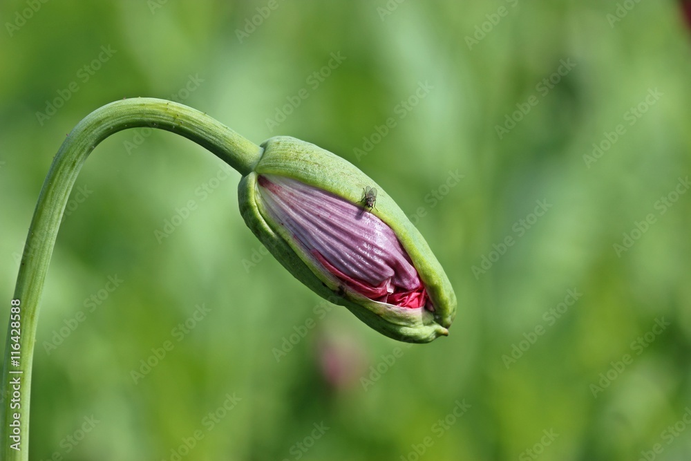 Obraz premium Schlafmohnknospe (Papaver somniferum) mit Fliege 