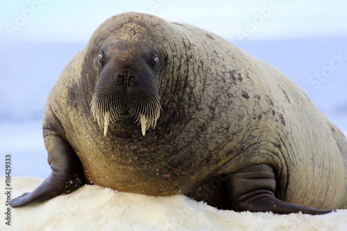 Walrus on ice floe in Canada