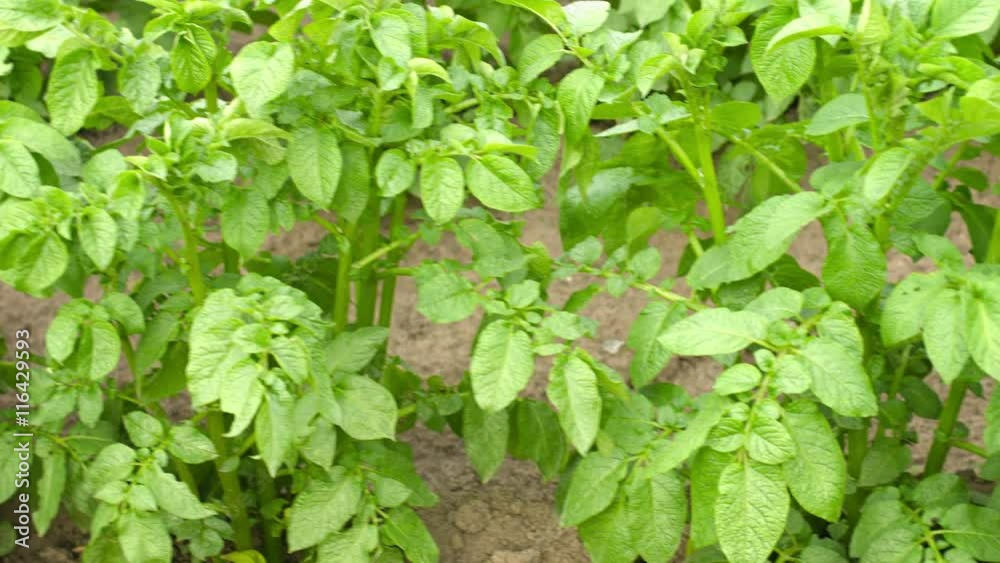UltraHD video - Green foliage of potato close up. UltraHD video - Green foliage of potato close up.