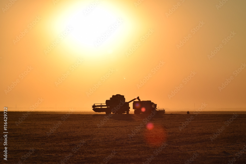 Naklejka premium Collection soybean crop at sunset.