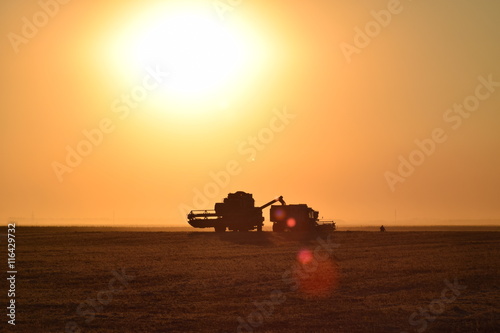 Collection soybean crop at sunset.