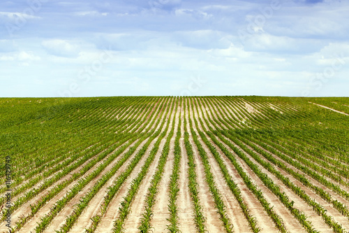 Corn field  summer