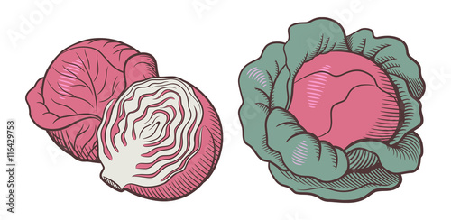 Stylized illustration of red cabbage