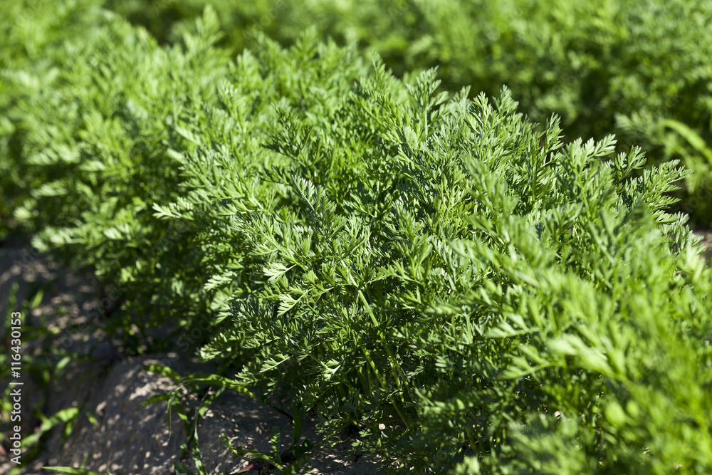 Field with carrot Field with carrot