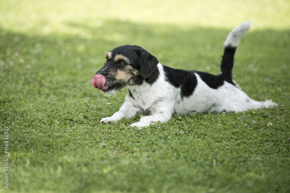 Jack Russell liegt entspannt im Gras Jack Russell liegt entspannt im Gras