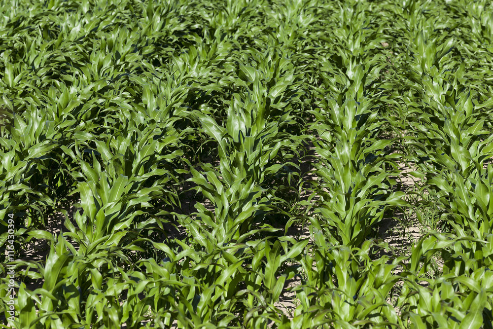 Green corn field Green corn field