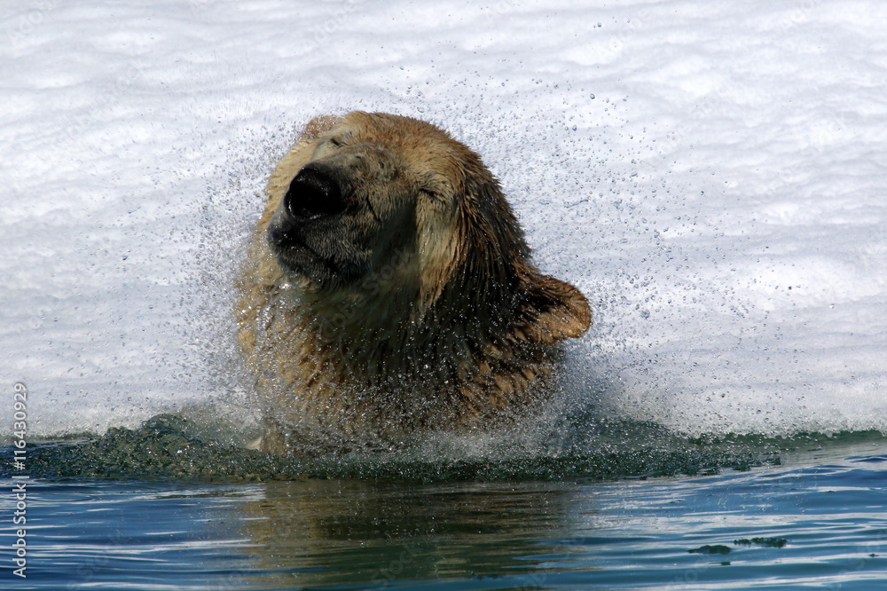 Obraz premium Polar bear in Arctic sea