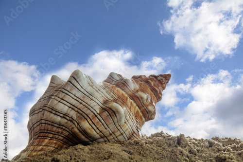  sea shell in the sand on the beach against the blue sky with clouds, vacations concept