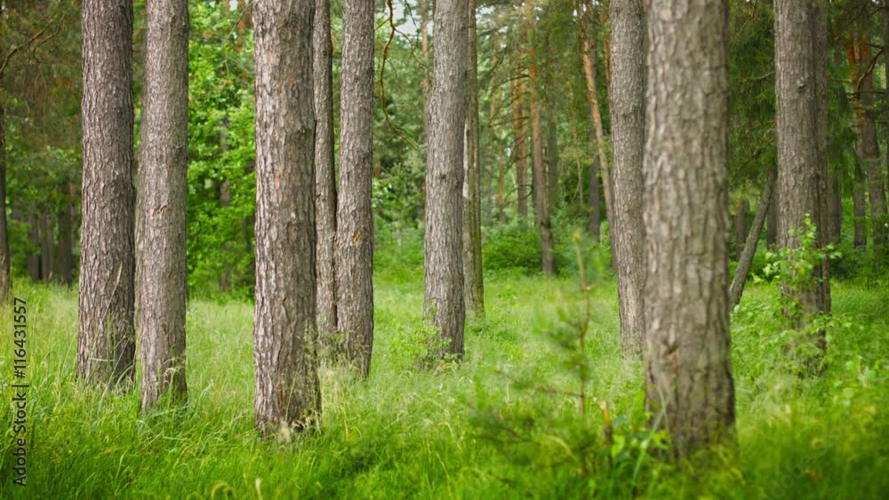 Video 3840x2160 - Pine forest. Static composition Video 3840x2160 - Pine forest. Static composition