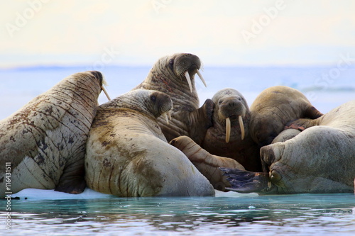 Herd of walruses on ice floe