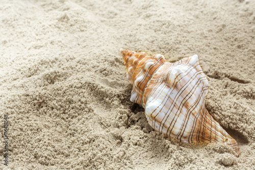 sea shell in the sand at the beach, concept for summer holidays at the sea