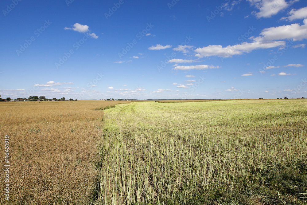 harvesting of rape harvesting of rape