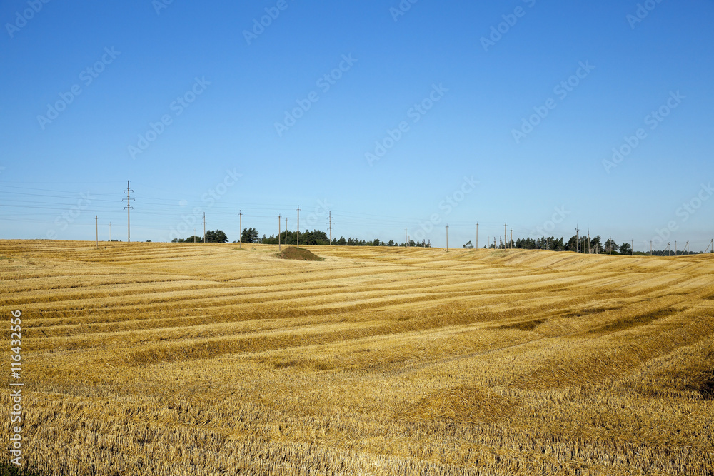 Fototapeta premium agricultural field with cereal