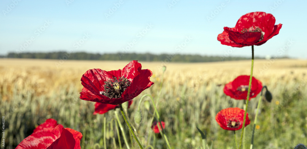 Fototapeta premium red poppies in a field