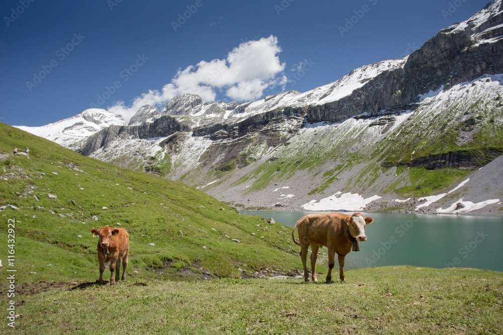 Herd of young cows grazing on a alpine pasture in high mountains, ringing with their bells