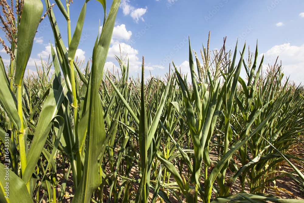 Obraz premium corn field. Summer
