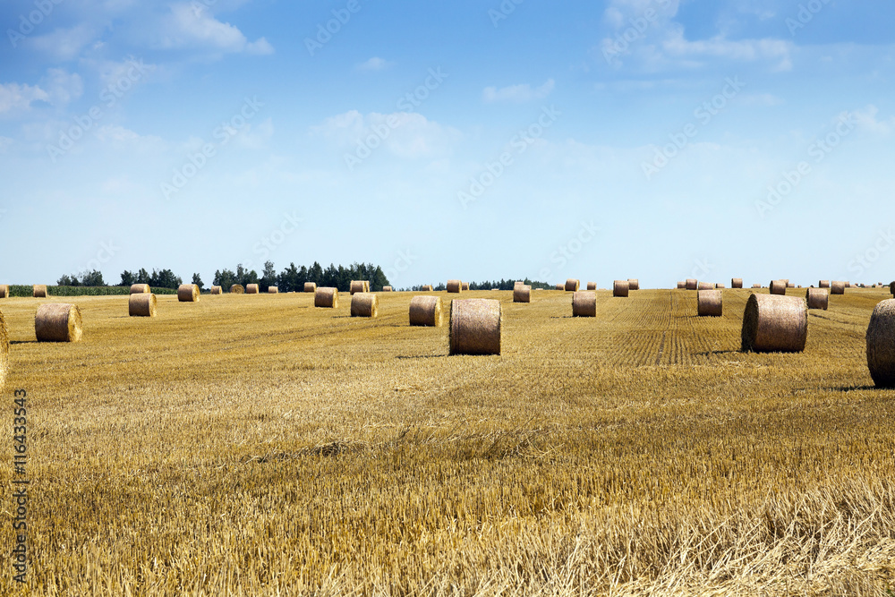 cereal harvest field