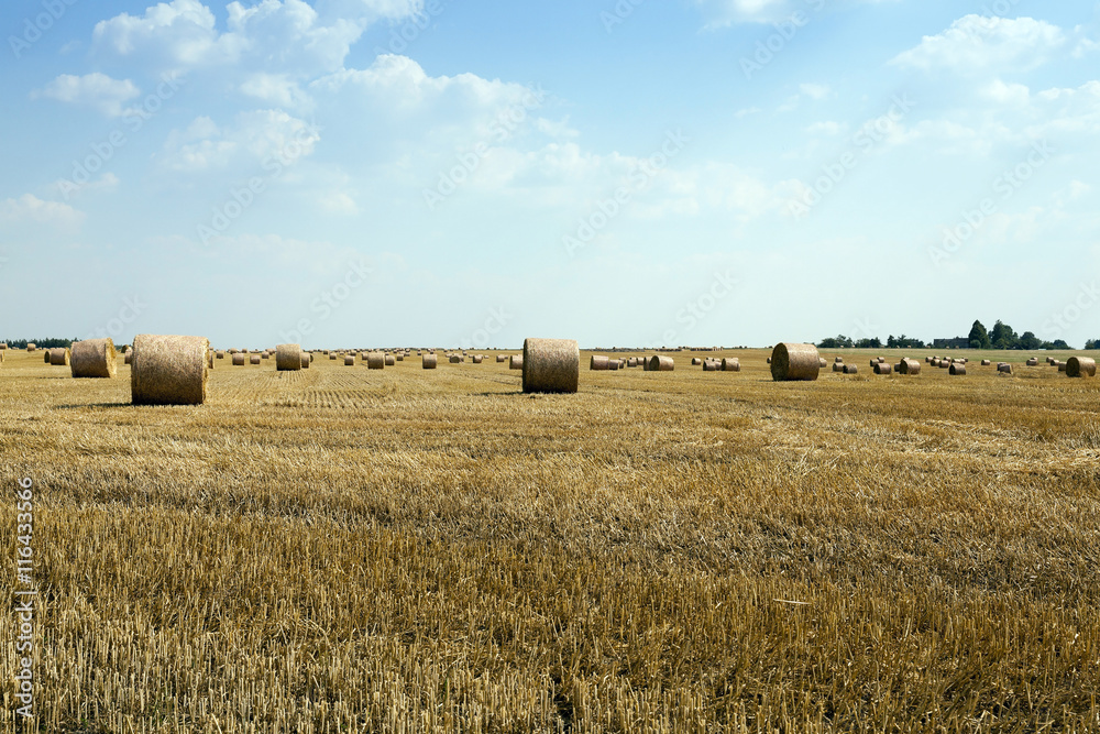 Fototapeta premium cereal harvest, summer