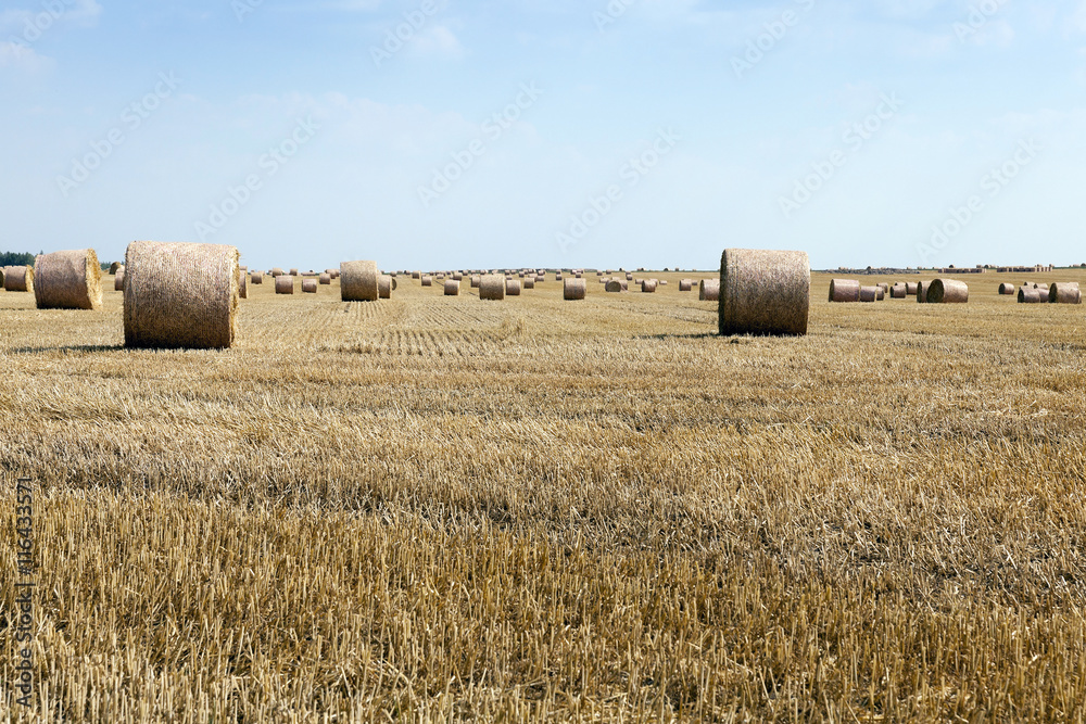 Fototapeta premium cereal harvest field