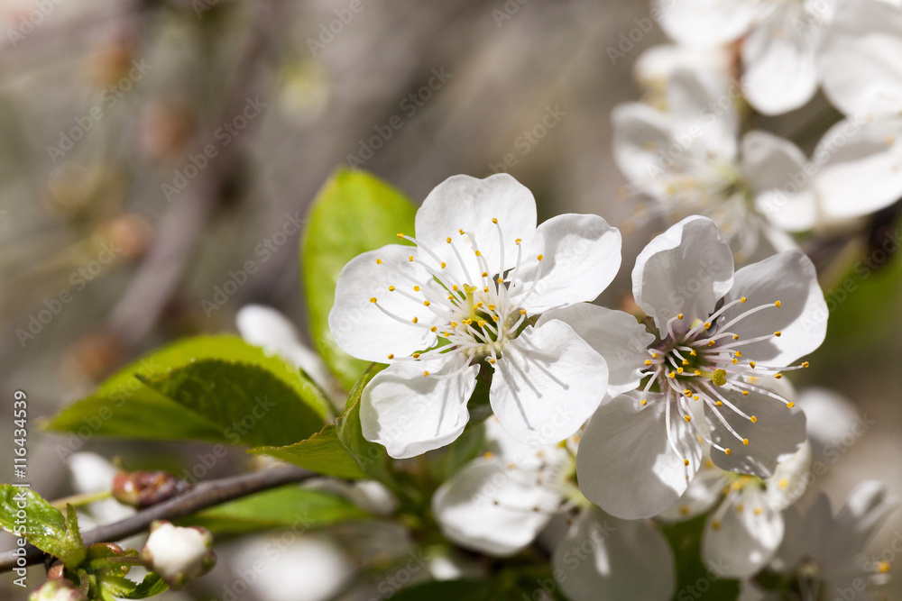 cherry blossom, spring.