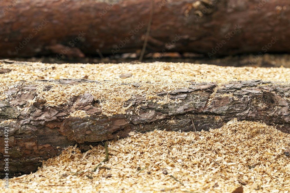 Fototapeta premium timber. old logs