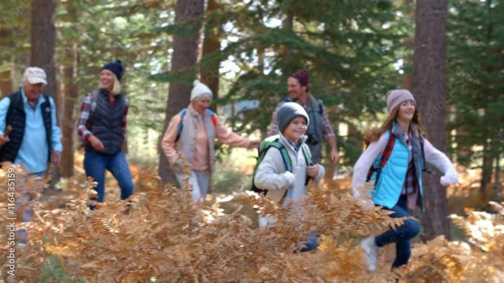 Multi generation family walking in forest, selective focus Multi generation family walking in forest, selective focus