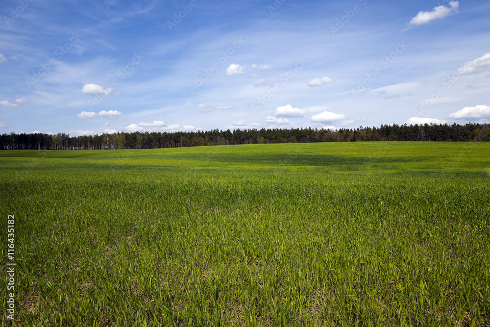 Obraz premium Agriculture. cereals. Spring