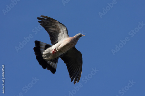 Common Wood Pigeon, Wood Pigeon, Columba palumbus