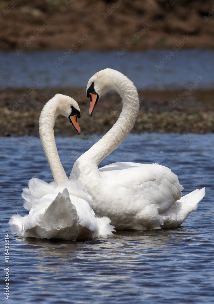 Naklejka premium Mute Swan, cygnus olor
