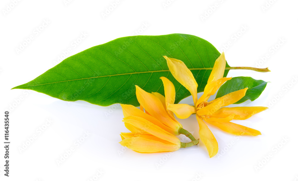 Naklejka premium Champaka on white background