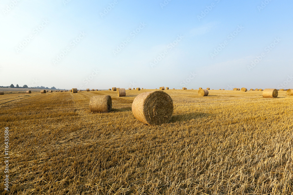 haystacks in a field of straw
